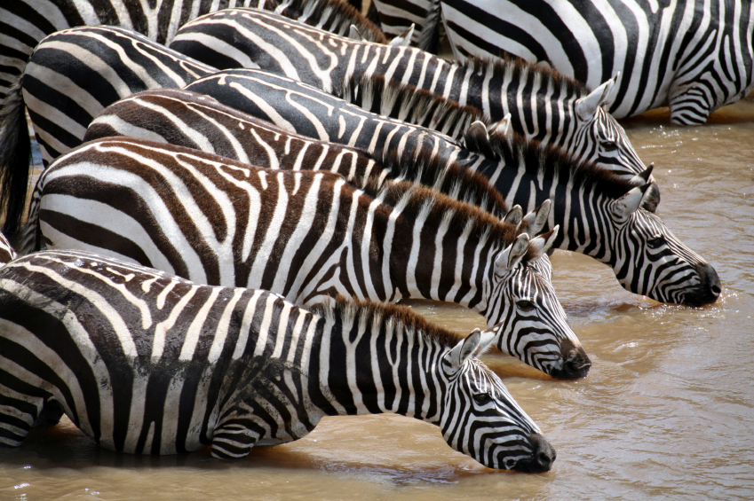 gallery africa-charm-zebra