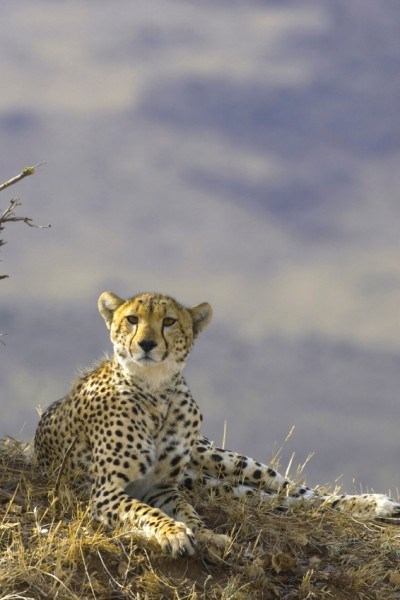gallery cheetah serengeti