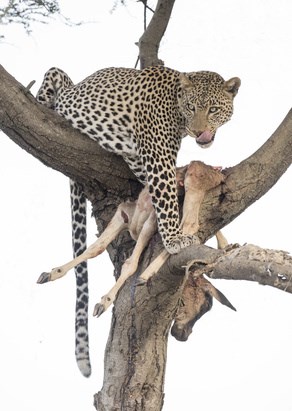 gallery leopard serengeti
