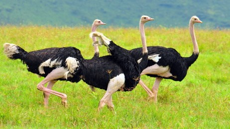 gallery ostrich ngorongoro